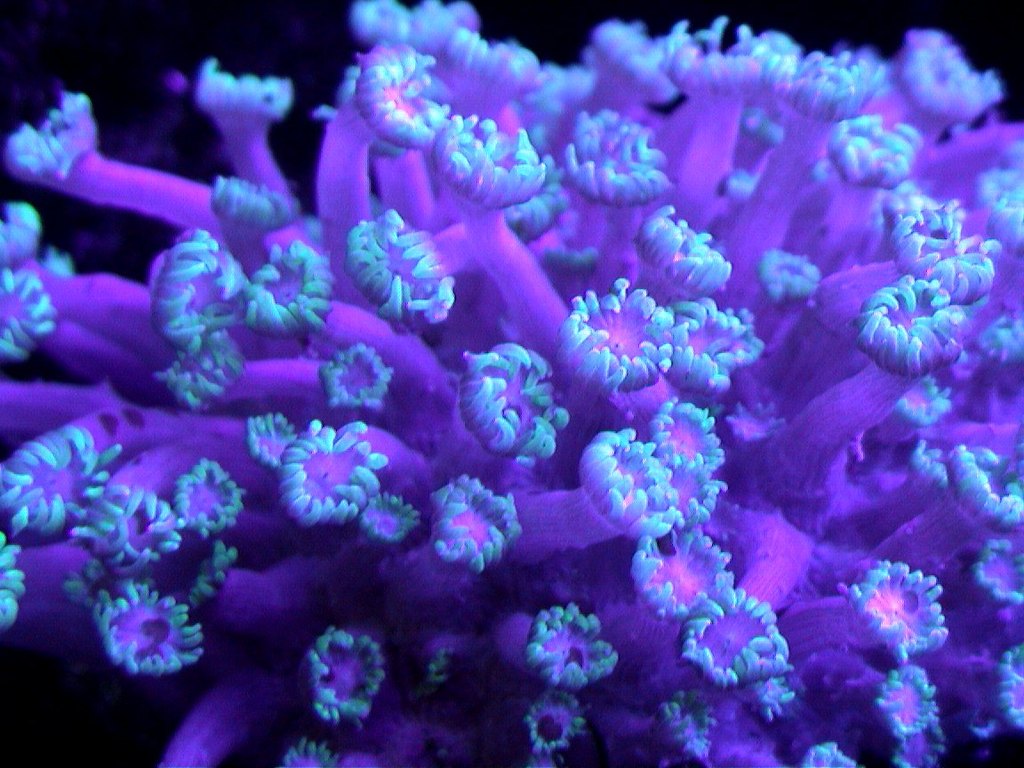 ハナガサ　サンゴ