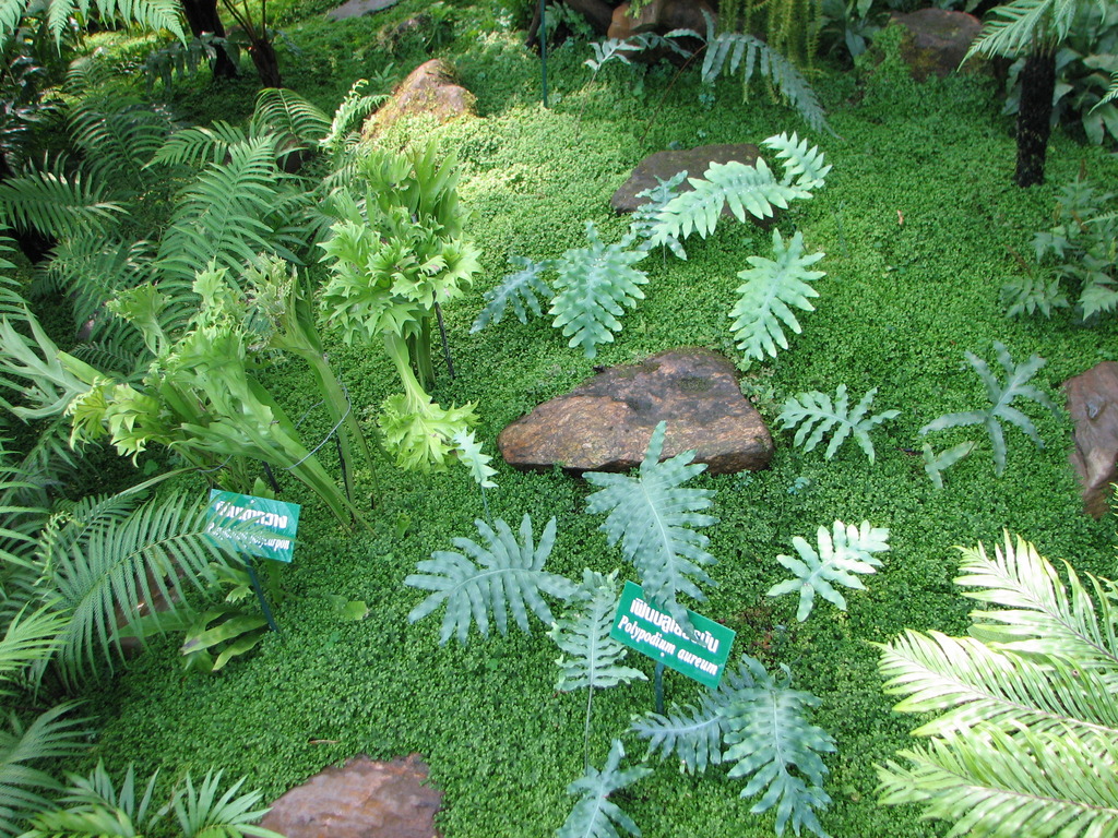 シダの温室