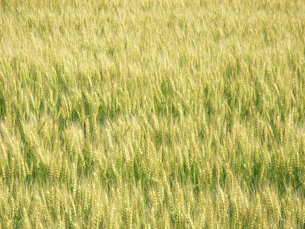 麦畑