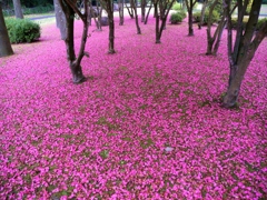 サザンカの花のカーペット２