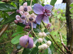 アケビの花