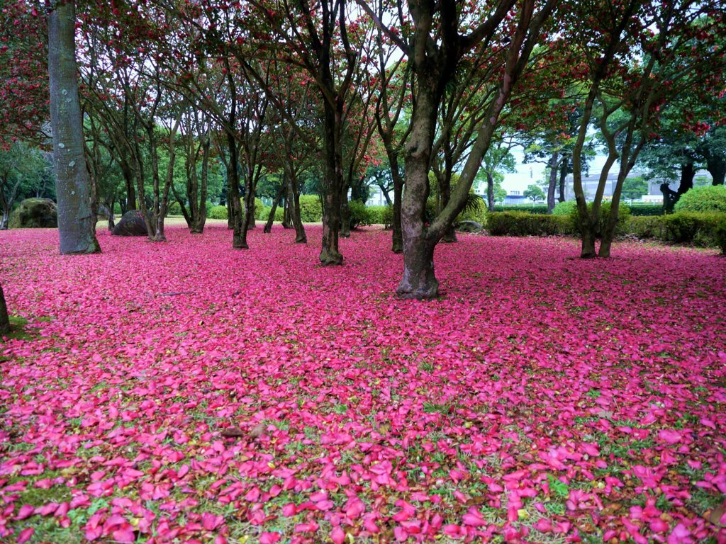 サザンカの花のカーペット１