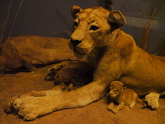 ライオンと子供たち