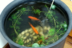 京風な金魚