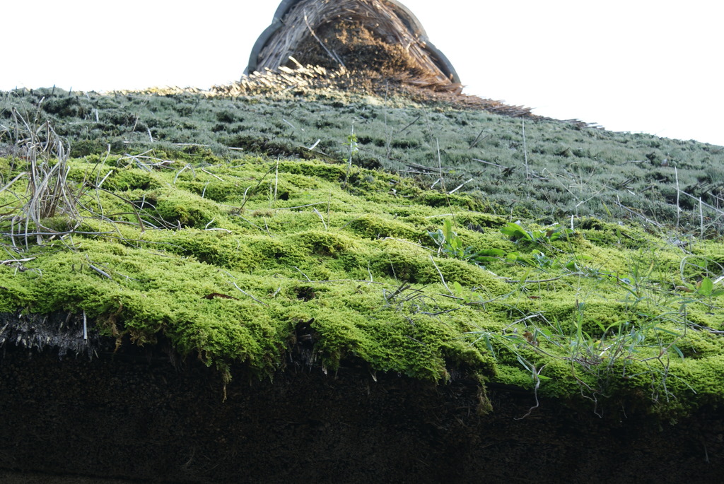 苔屋根