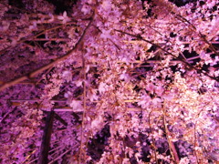 夜桜