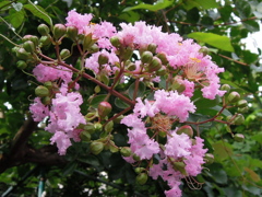 RSCN0307