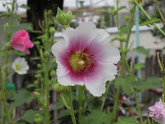 DSCN0042