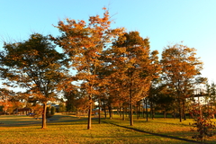 20091103_0009