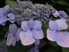 DSCN0033