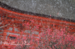 光琳の梅に雪舞う