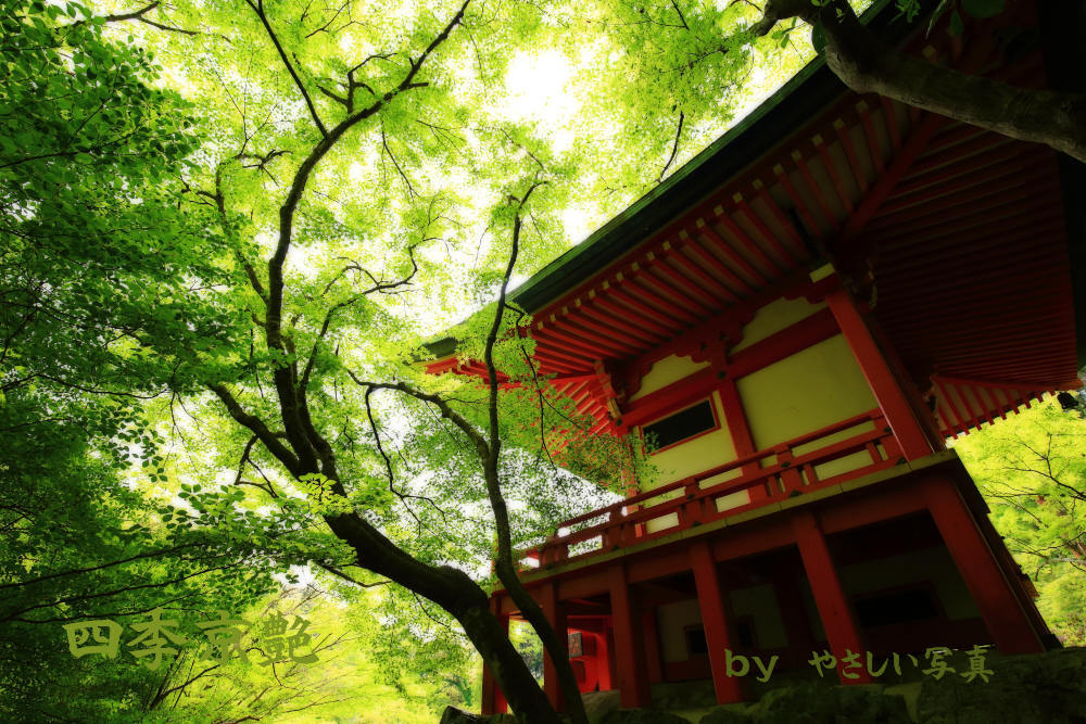 四季京艶　新緑の社寺を　五