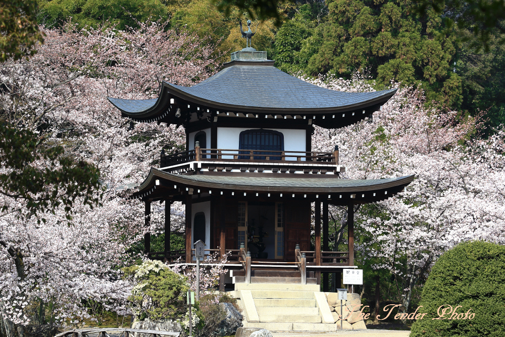 四季京艶　春