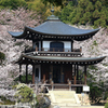 四季京艶　春