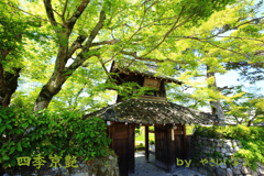 四季京艶　新緑の社寺を  六