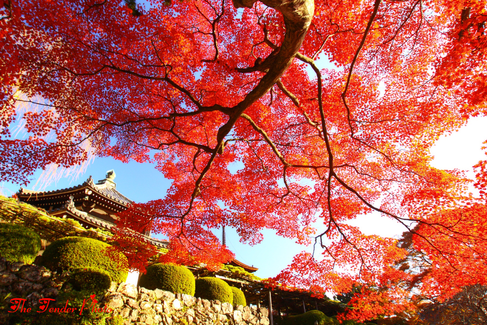 京秋繚乱 2013 その十