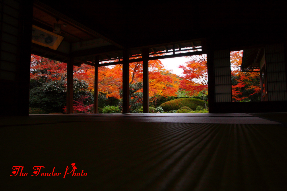 京秋繚乱 2013 窓のお隣り