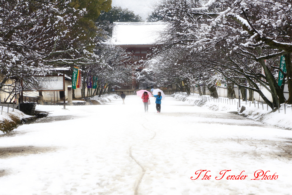 雪静かの京　十一