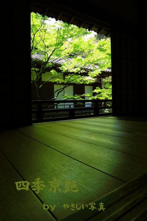 四季京艶　新緑の社寺を