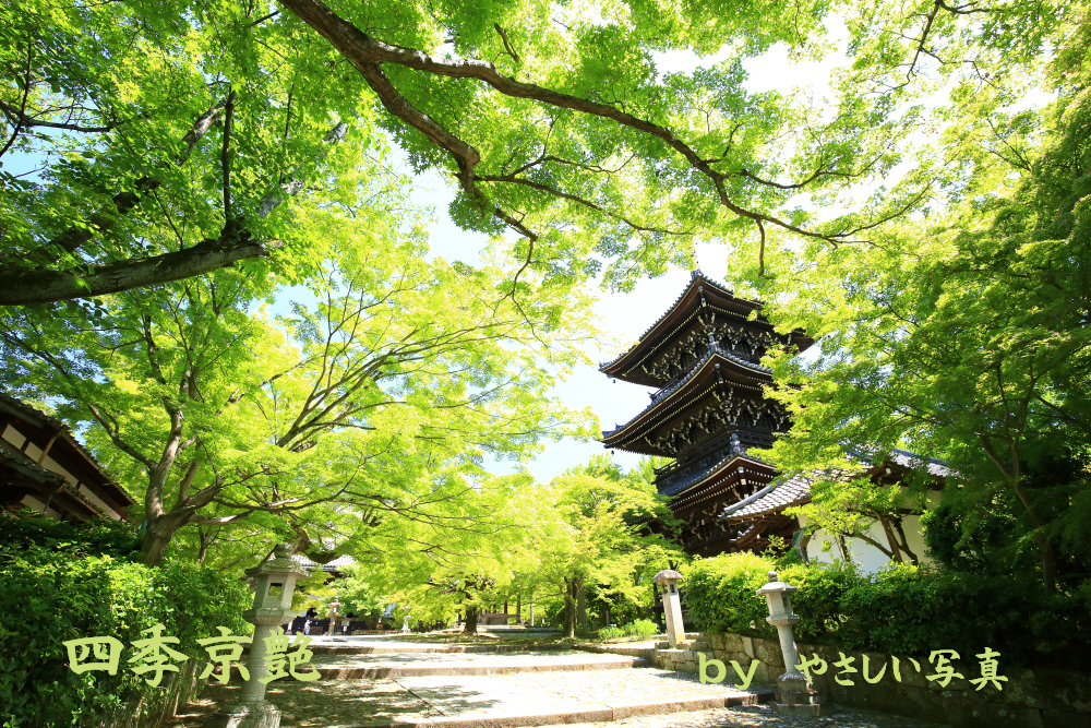 四季京艶　新緑の社寺を　四