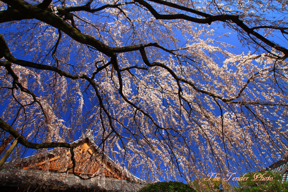 四季京艶　春