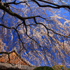 四季京艶　春
