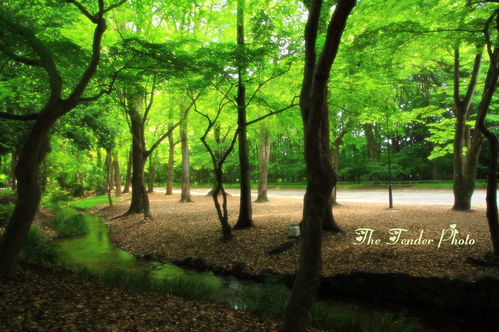 四季京艶　春　“光を受けて”
