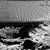 四季京艶　春