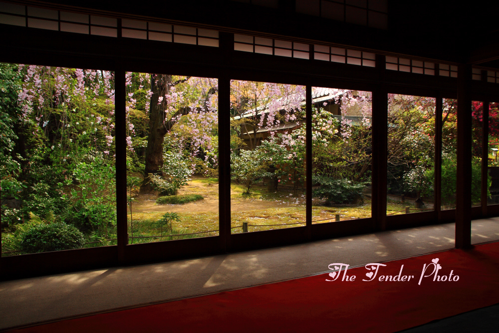 四季京艶　春　“妙心寺春模様”
