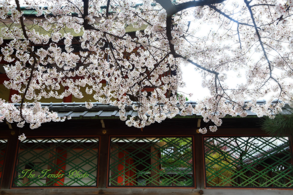 四季京艶　春