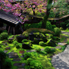 四季京艶　春
