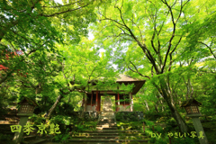 四季京艶　新緑の社寺を　八