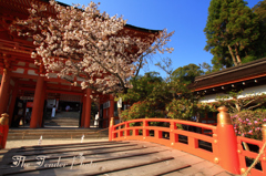 四季京艶　春　“楼門を彩る”