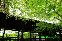 四季京艶　春　“新緑を渡る　二”