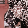 四季京艶　春