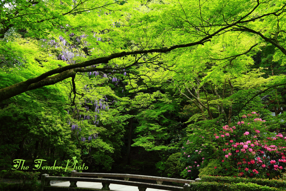 四季京艶　春　“新緑を渡る”