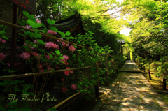 四季京艶　春　“新緑の回廊で”