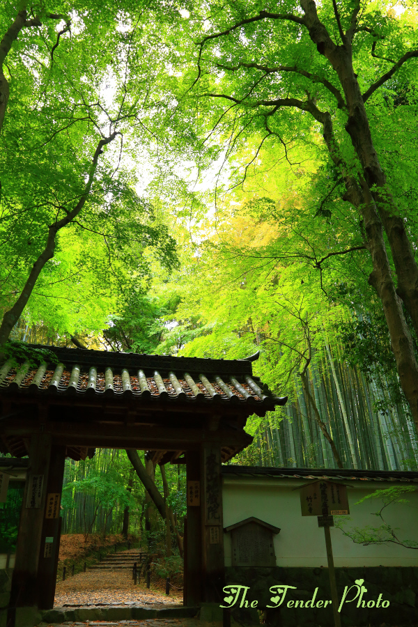 四季京艶　春　“新緑、静寂　壱”