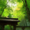四季京艶　春　“新緑、静寂　壱”