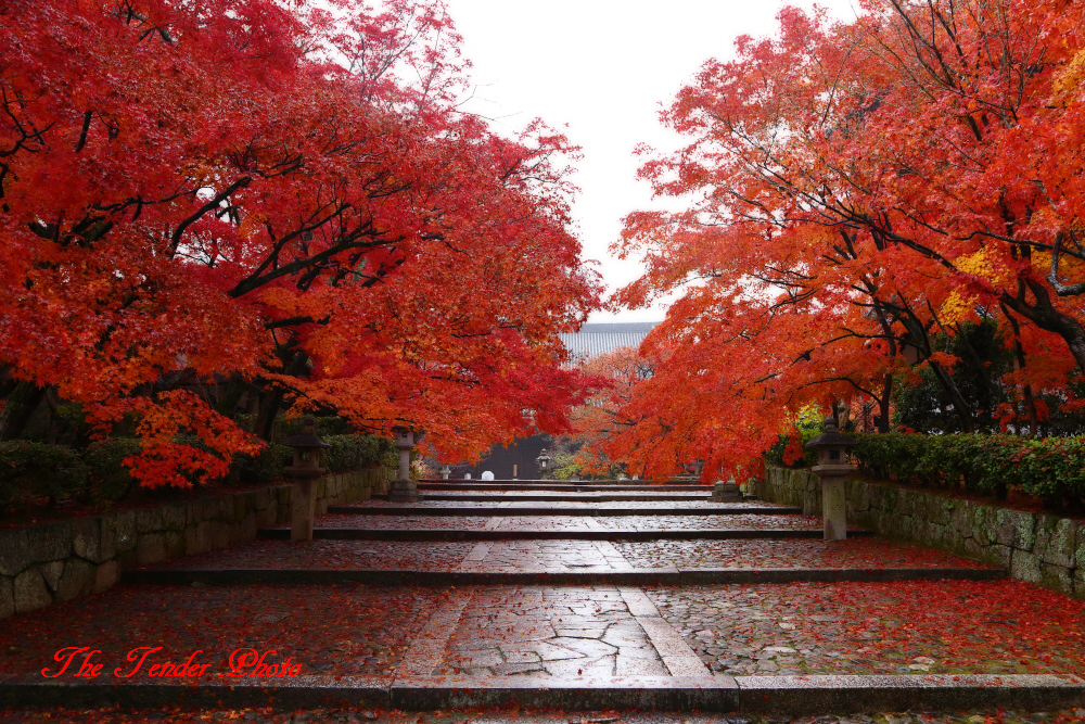 四季京艶 秋　八