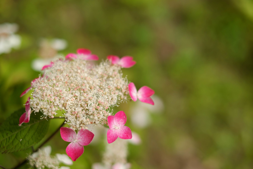 赤の紫陽花