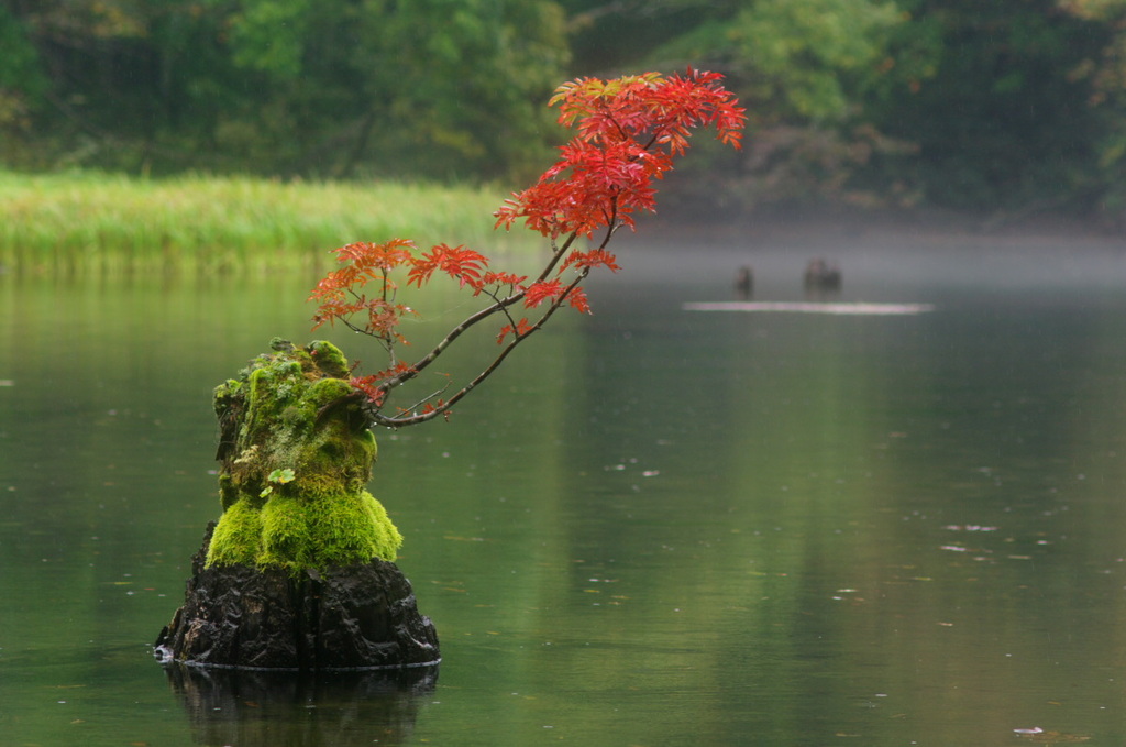 雨の鈴沼