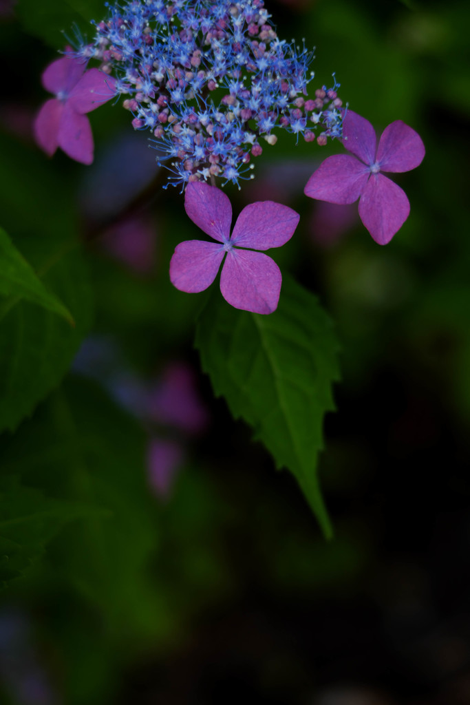 紫の紫陽花