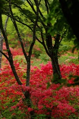 つつじ山　徳仙丈山