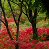 つつじ山　徳仙丈山