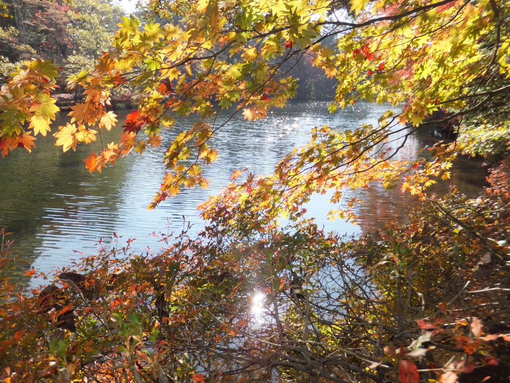 紅葉ときらめく水面