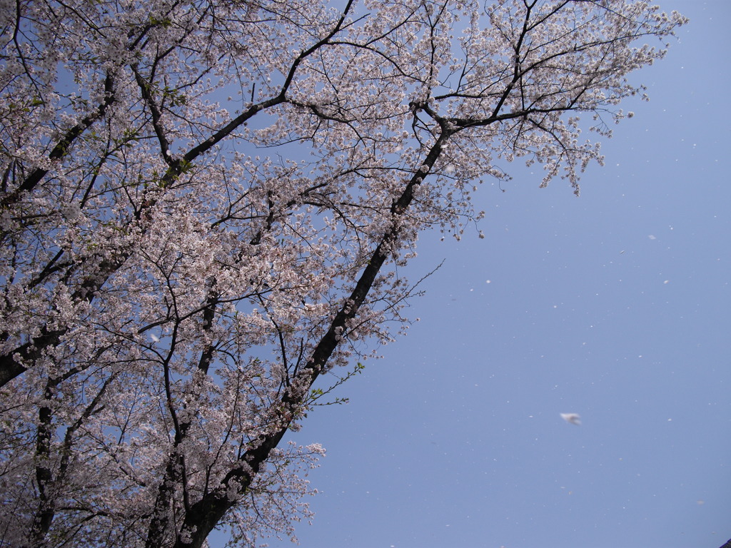 舞い散る桜