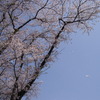 舞い散る桜