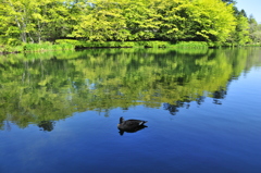 鳥もくつろぐ雲場池