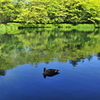 鳥もくつろぐ雲場池